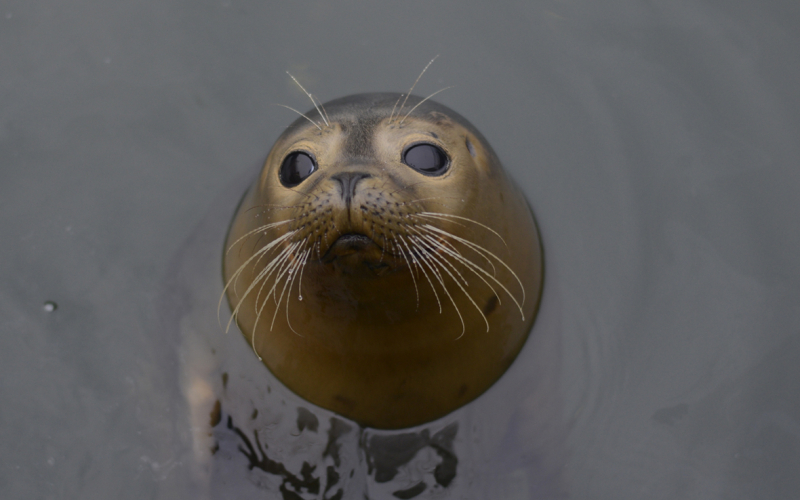 Veau marin Phoques Nausicaa sciences participatives Côte d'Opale
