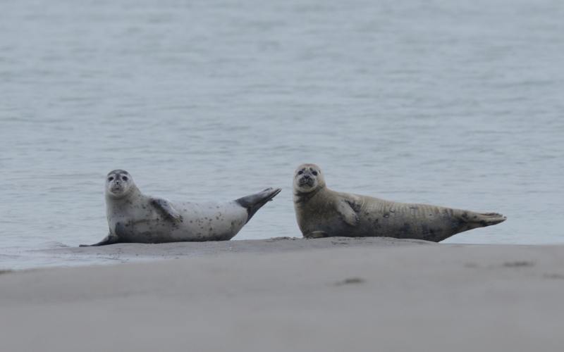 Veau marin Phoques Nausicaa sciences participatives Côte d'Opale
