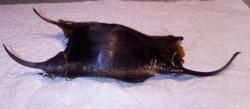 sciences participatives Nausicaa capsules oeufs de raie biolit fête de la nature